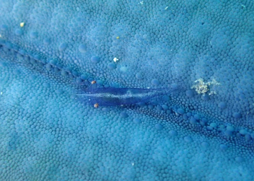 ヒトデヤドリエビ