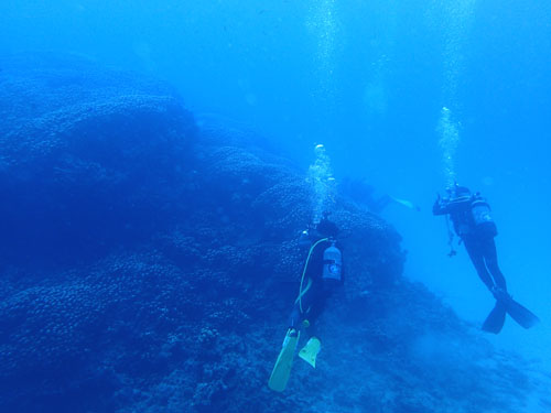 ゲストさんと大仏サンゴ