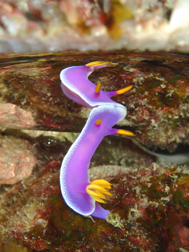 シンデレラウミウシ