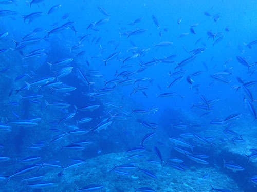 クマザサハナムロ（グルクン）