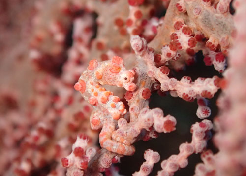 ピグミーシーホース