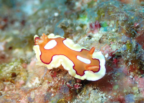 チギレユキイロウミウシ