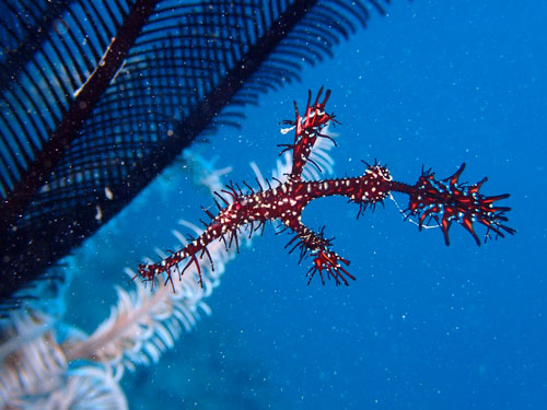 ニシキフウライウオ