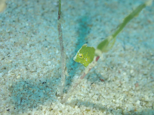 セダカカワハギyg