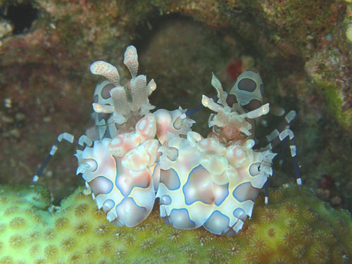 フリソデエビのペア