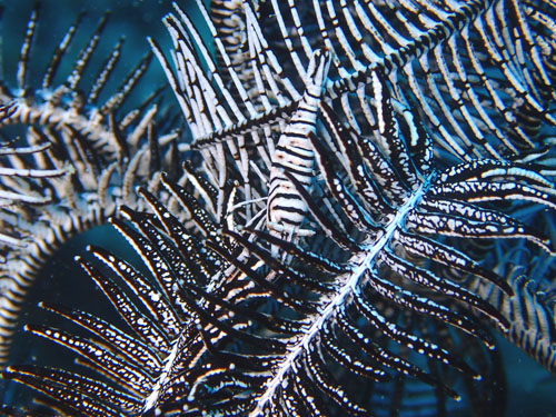 バサラカクレエビ