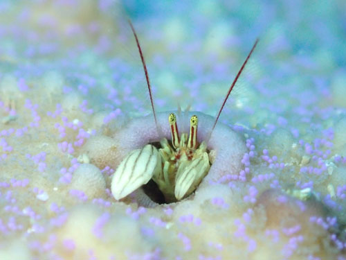 カンザシヤドカリ