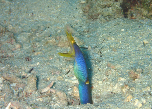 ハナヒゲウツボ