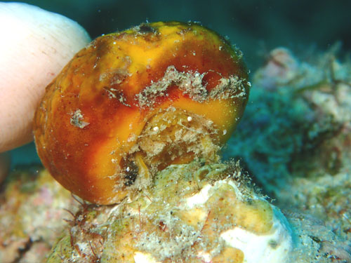 キヌゲカムリ（テツコさん）