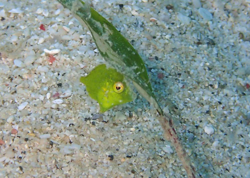 セダカカワハギｙｇ