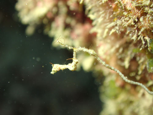 ピグミーシードラゴン