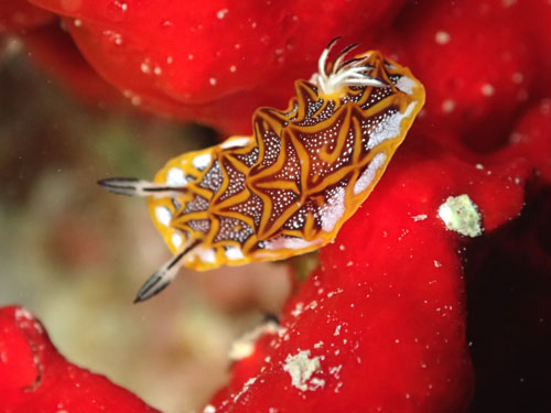 モザイクウミウシ