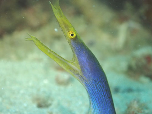 ハナヒゲウツボ