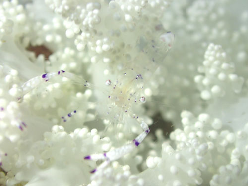 ニセアカホシカクレエビ