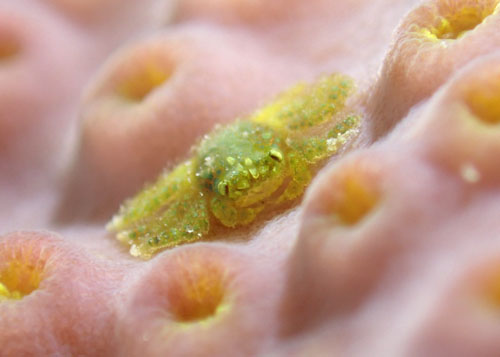 アシビロサンゴヤドリガニ