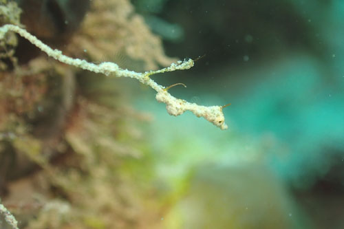 ピグミーシードラゴン