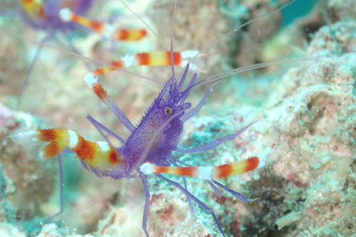 バイオレットボクサーシュリンプ