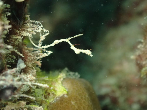 ピグミーシードラゴン（Kyonemichthys rumengani ）