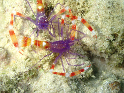 バイオレットボクサーシュリンプ