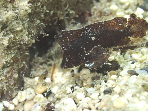 ツマジロオコゼ