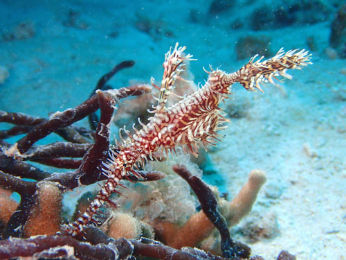 ニシキフウライウオ