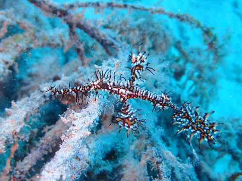 ニシキフウライウオ