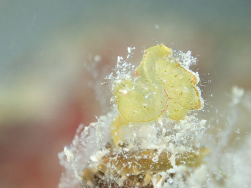 フィコカリス・シムランス