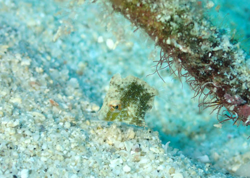 セダカカワハギｙｇ