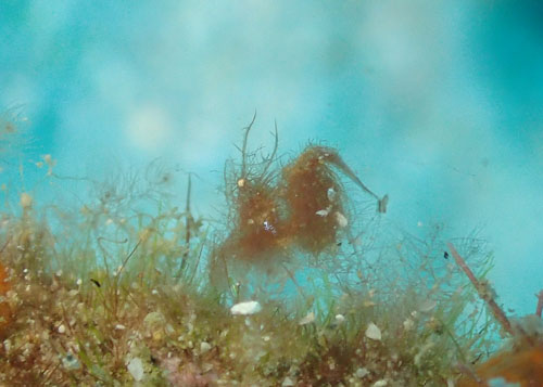 フィコカリス・シムランス