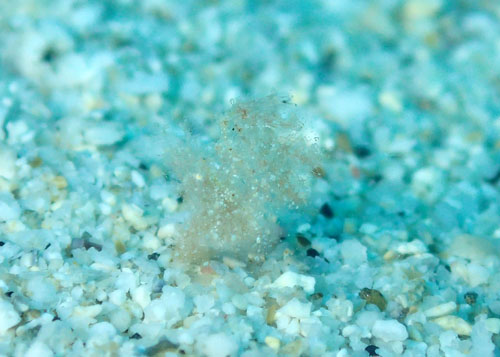 フィコカリス・シムランス