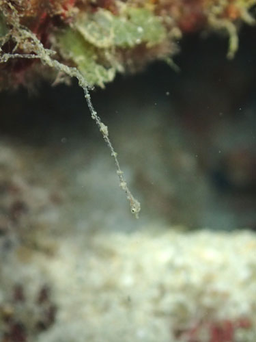 ピグミーシードラゴンｙｇ