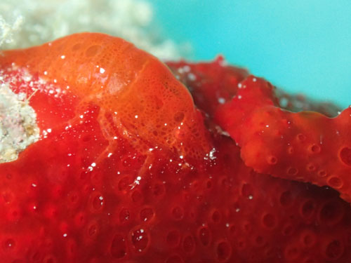 パロンシュリンプ