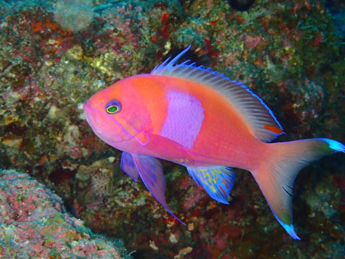 スミレナガハナダイ