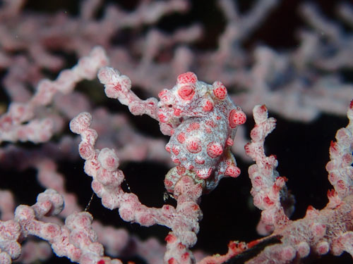 ピグミーシードラゴン