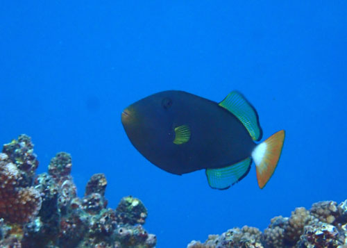 クロモンガラ婚姻色