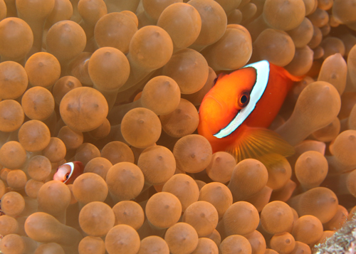 ハマクマノミのペア