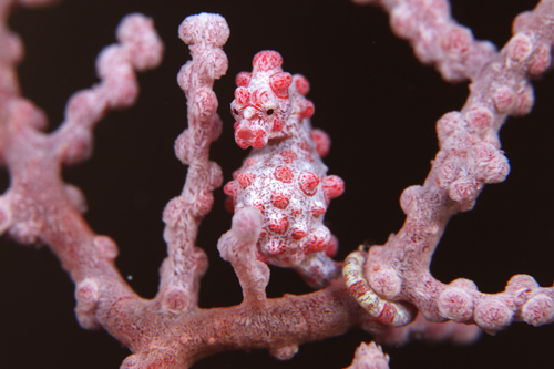 ピグミーシーホース