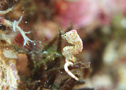 コールマンピグミーシーホース