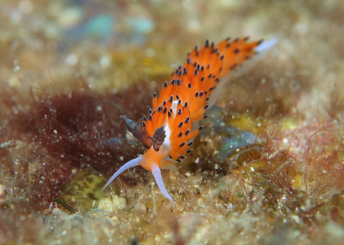 ツルガチゴミノウミウシ