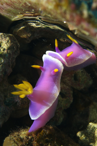 シンデレラウミウシ