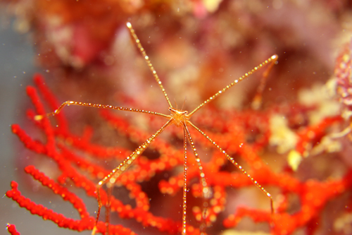 ホシゾラワラエビ