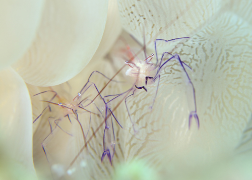 バブルコーラルシュリンプ