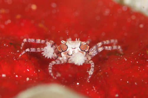 キンチャクガニ