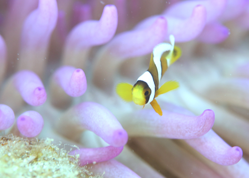 クマノミＢＡＢＹ