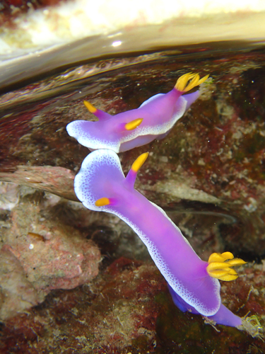 シンデレラウミウシ