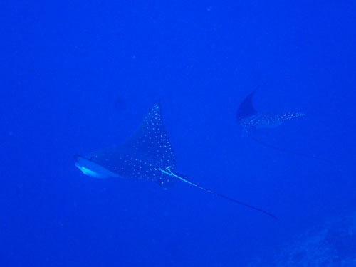 マダラトビエイ