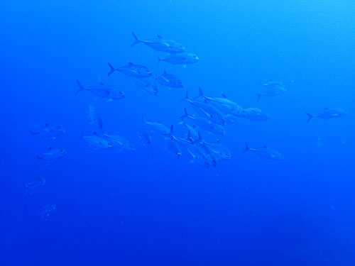 ギンガメアジの群れ