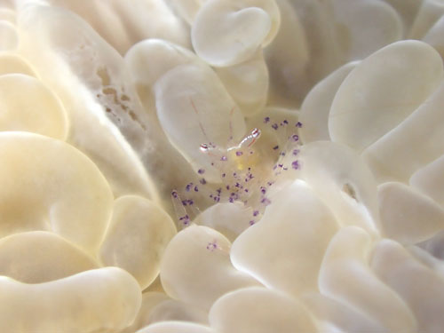 ウィル・コレーマンイ