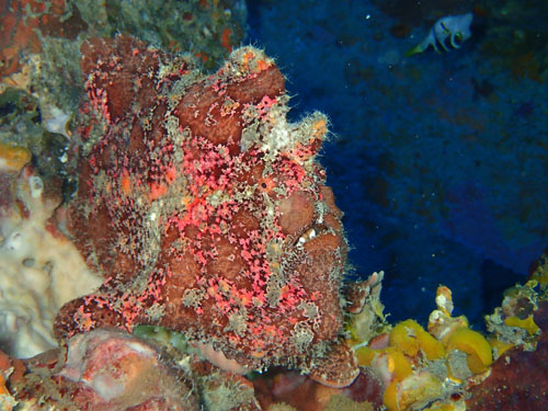 オオモンカエルアンコウ