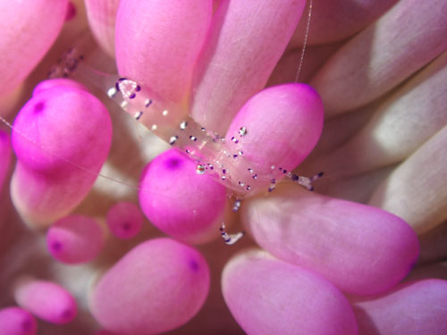 ニセアカホシカクレエビ